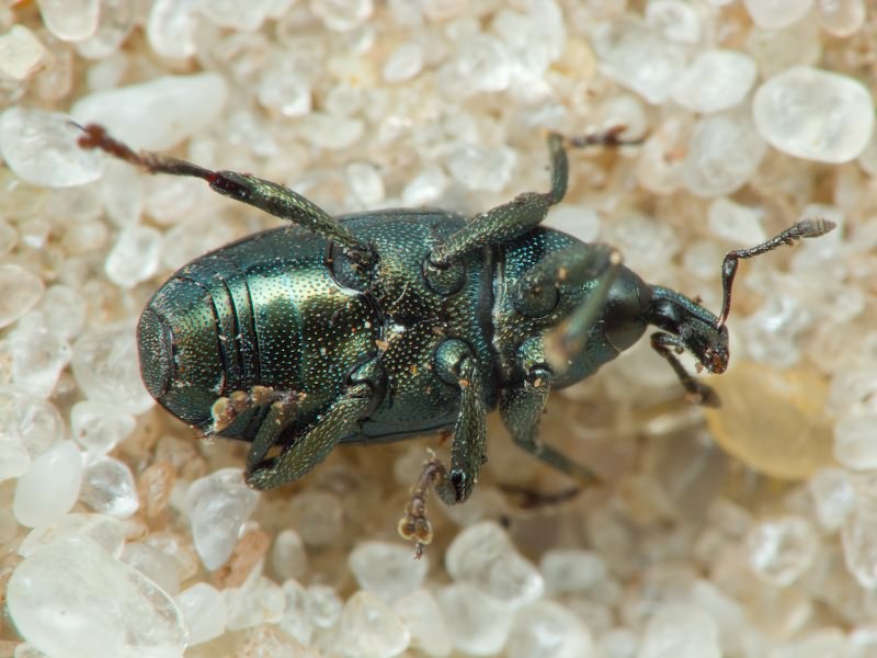 Aulacobaris chlorizans (Germar, 1824)